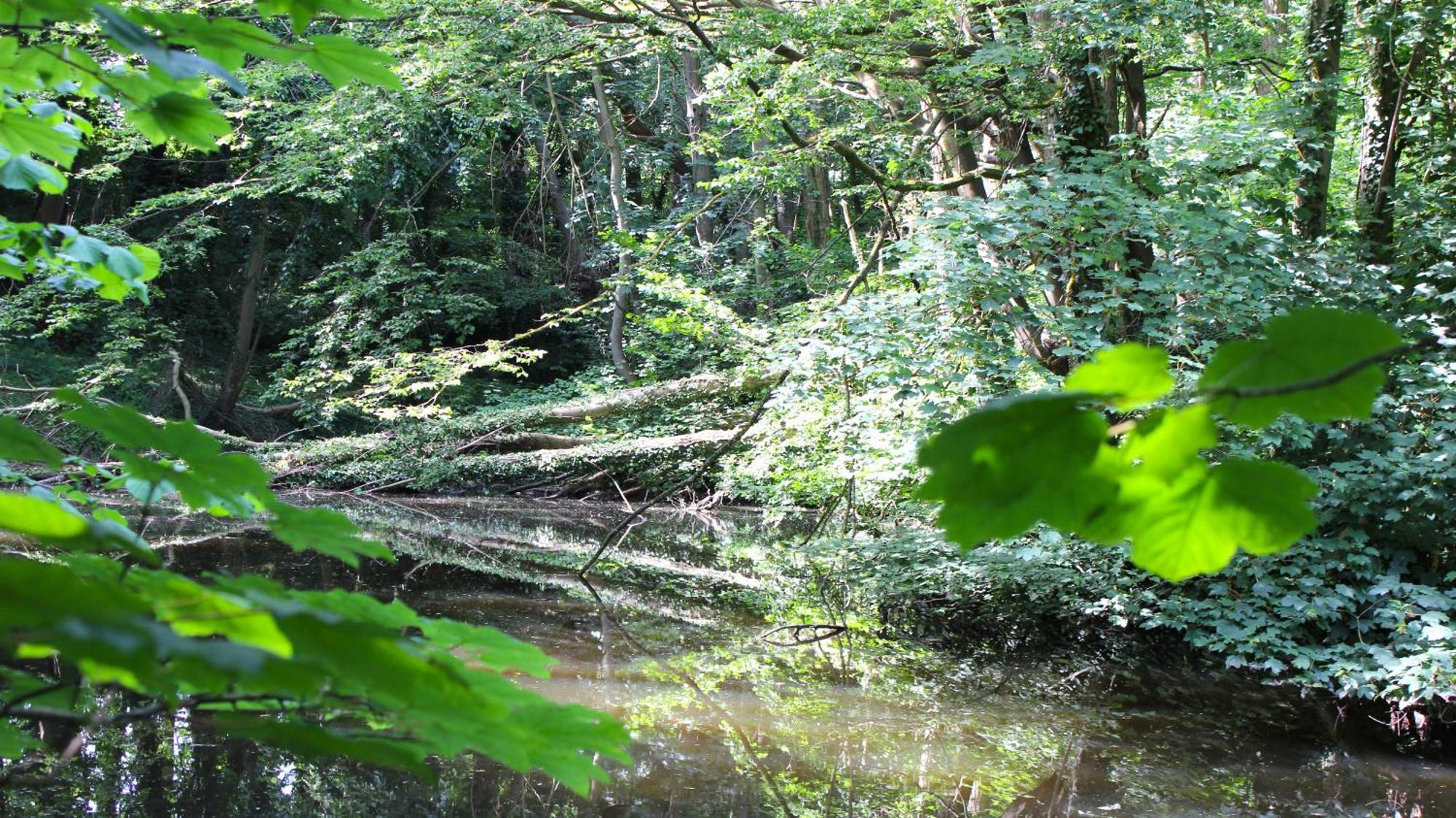 Zum Wohlfuhlen Fur 4 Erwachsene +1 Kind, Schwimmbad Vor Der Tur Tiere Erlaubt Appartement Sierksdorf Buitenkant foto